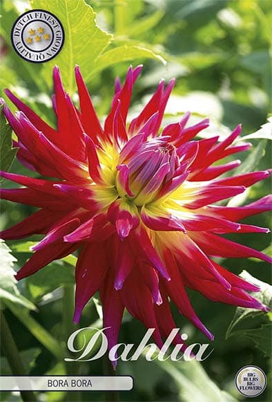 Dahlia Cactus 'Bora Bora' 1st