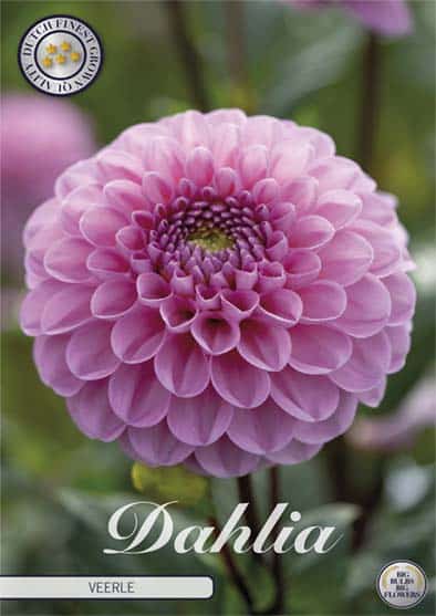 Dahlia Ball 'Veerle' 1st