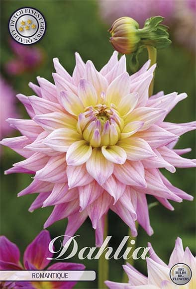Dahlia Deco. 'Romantique' 1st