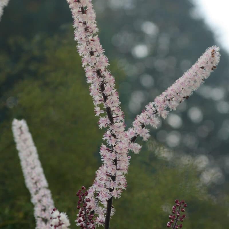 Actaea simplex 'Pink Spike'