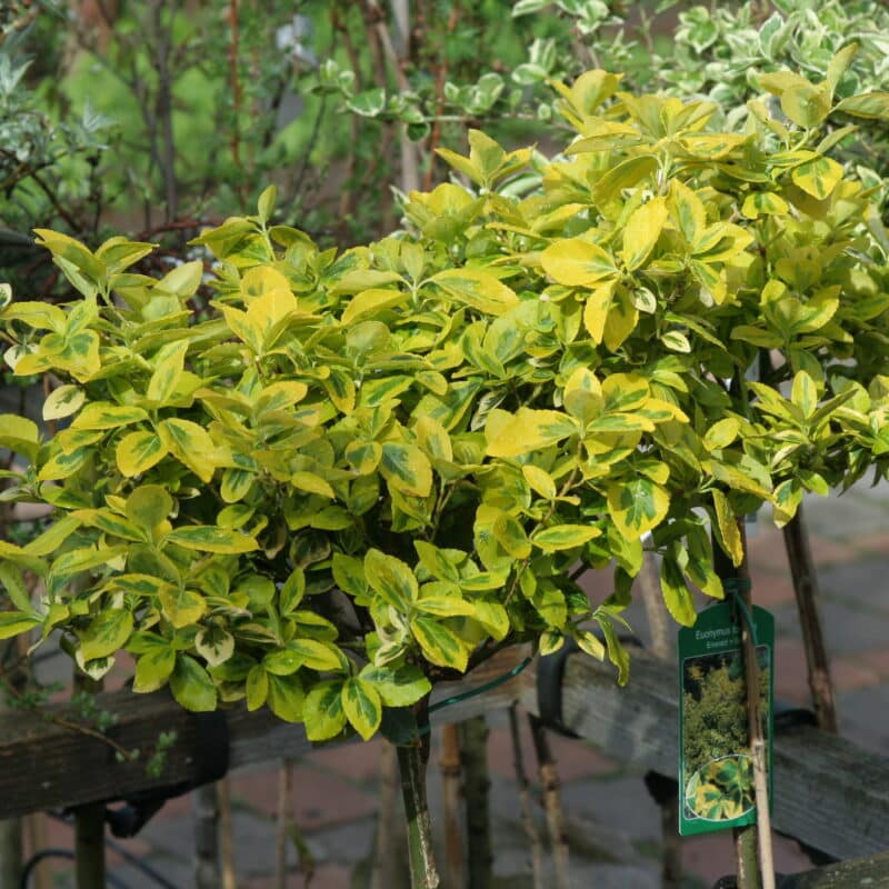Euonymus fortunei var. radicans 'Emerald'n Gold'