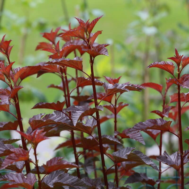 Physocarpus opulifolius Diable D'Or ('Mindia')1