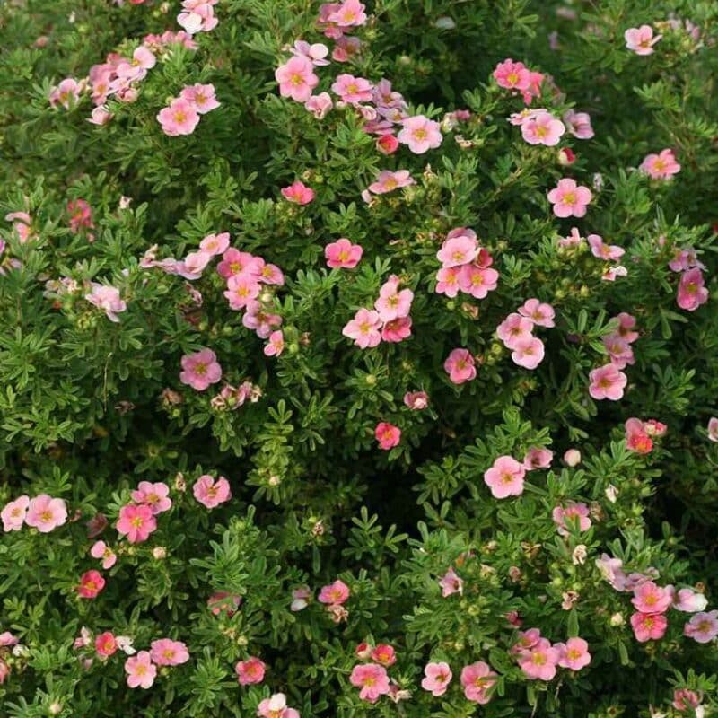 Dasiphora fruticosa 'Pink Star'