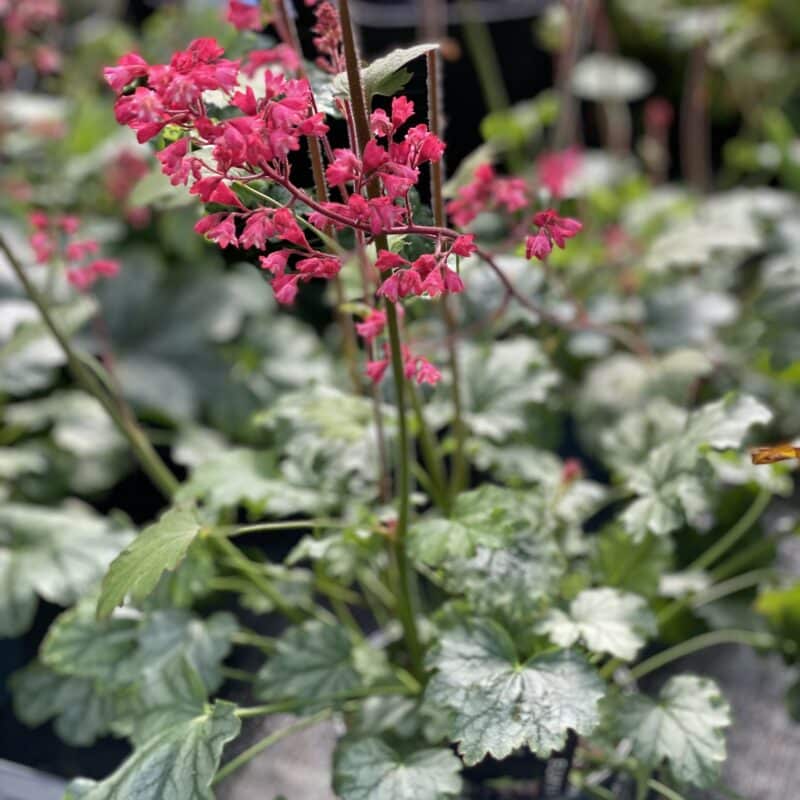 Heuchera 'Paris'