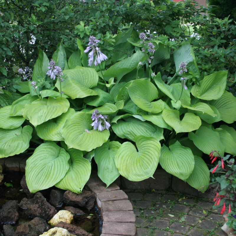 Hosta 'Sum and Substance'