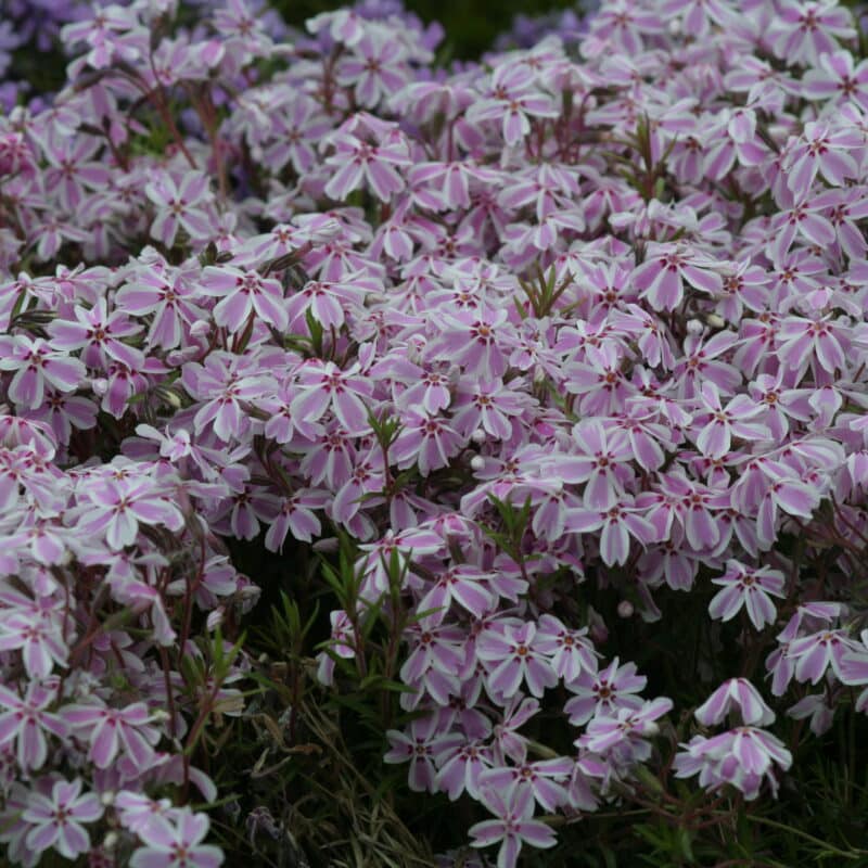 Phlox subulata 'Tamaongalei' (Candy Stripes)