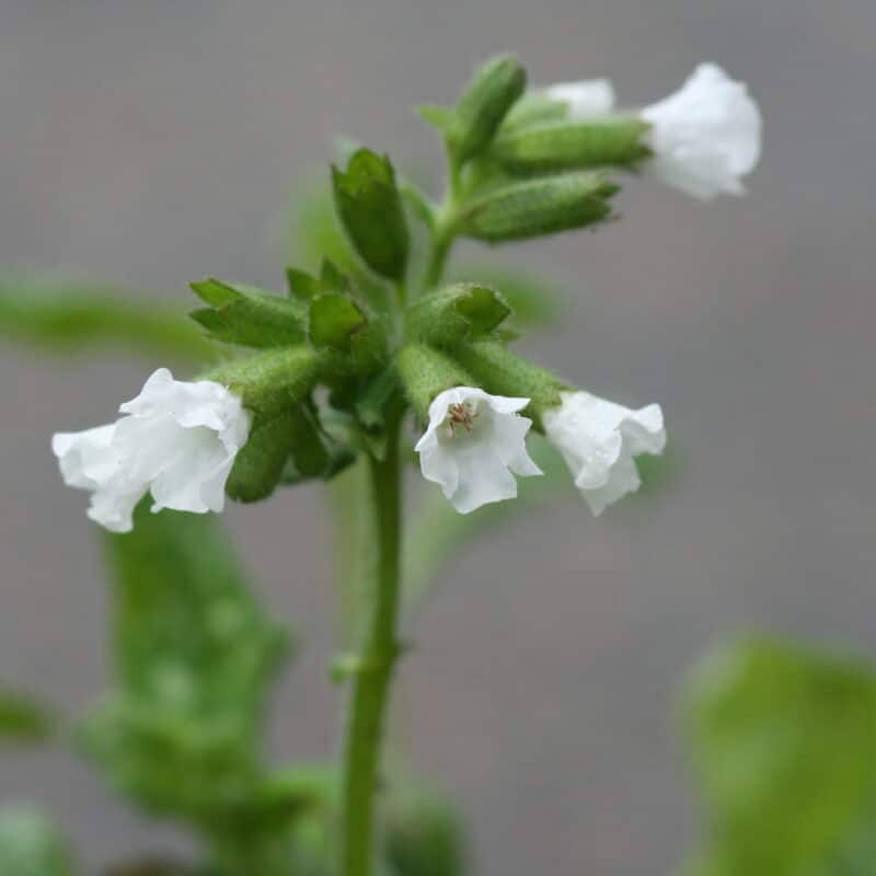 Pulmonaria officinalis 'Sissinghurst White'