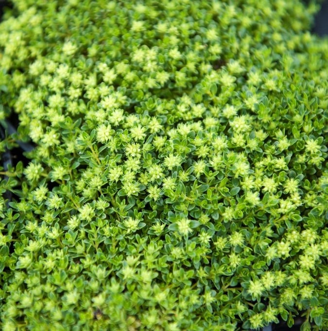 Thymus praecox 'Albiflorus'