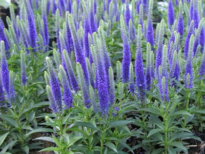 Veronica hybrid 'Ulster Blue Dwarf'