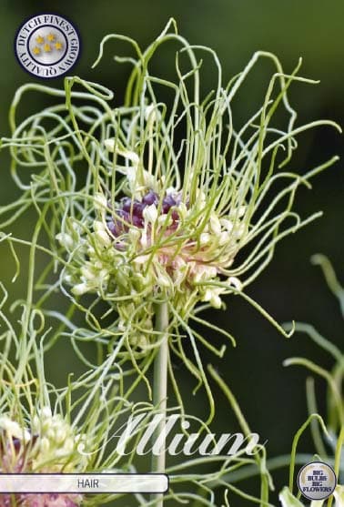 Allium Hair 5st 5/6