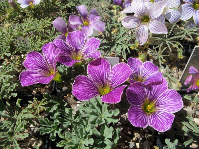 Oxalis 'Gwen McBride'