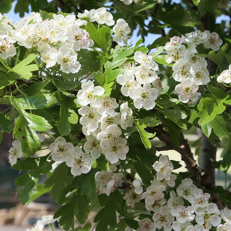 Crataegus monogyna