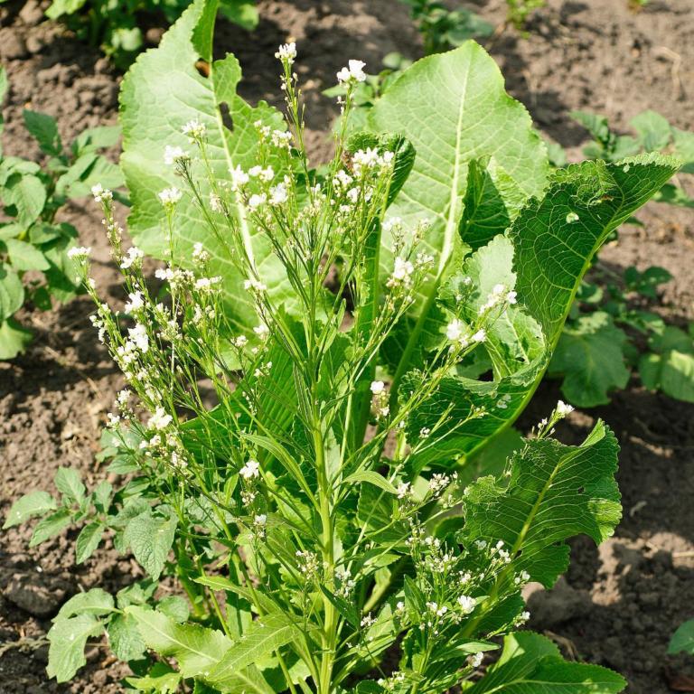 Armoracia rusticana