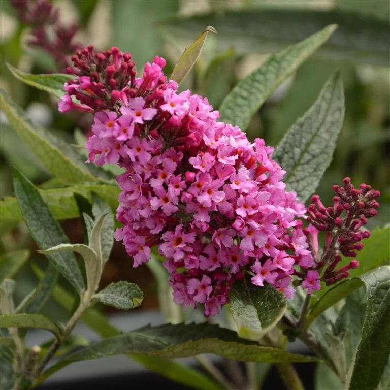 Buddleja davidii 'Buzz Pink'