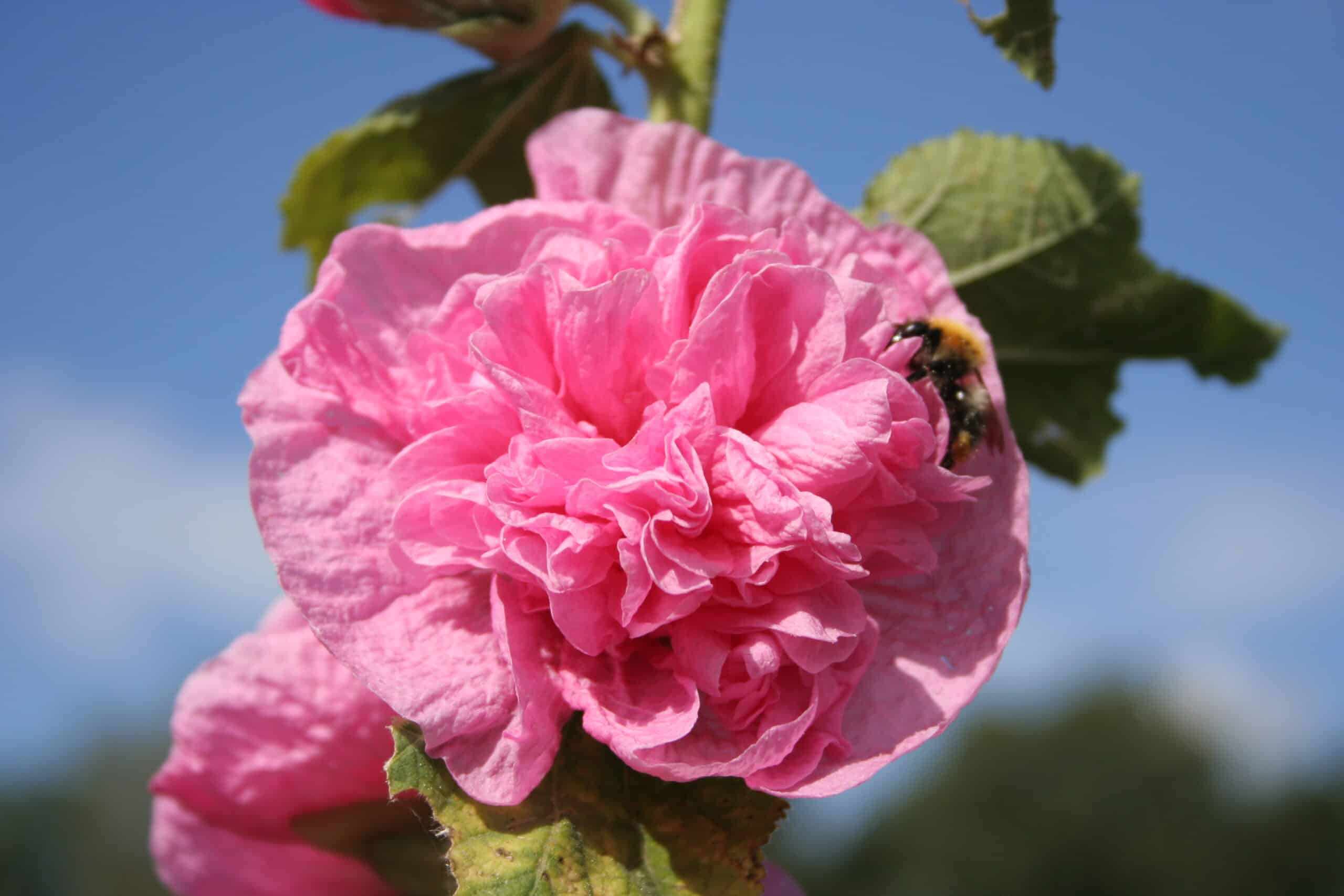 Alcea pleniflora 'Rosa'