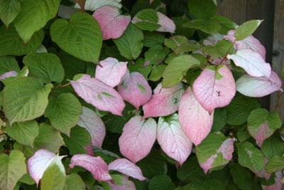 Actinidia (Minikiwi) 'Anna'