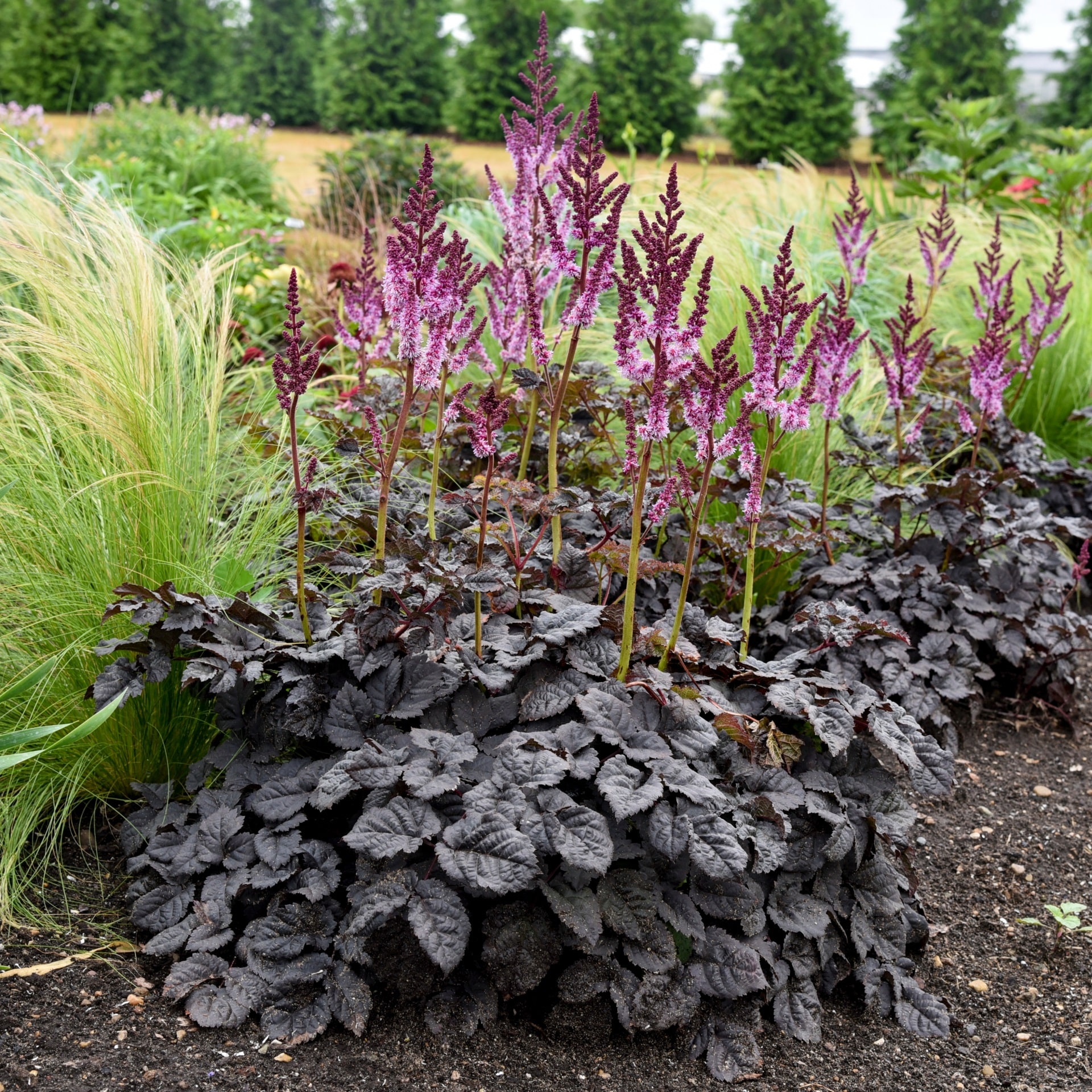 Astilbe 'Dark Side of The Moon'