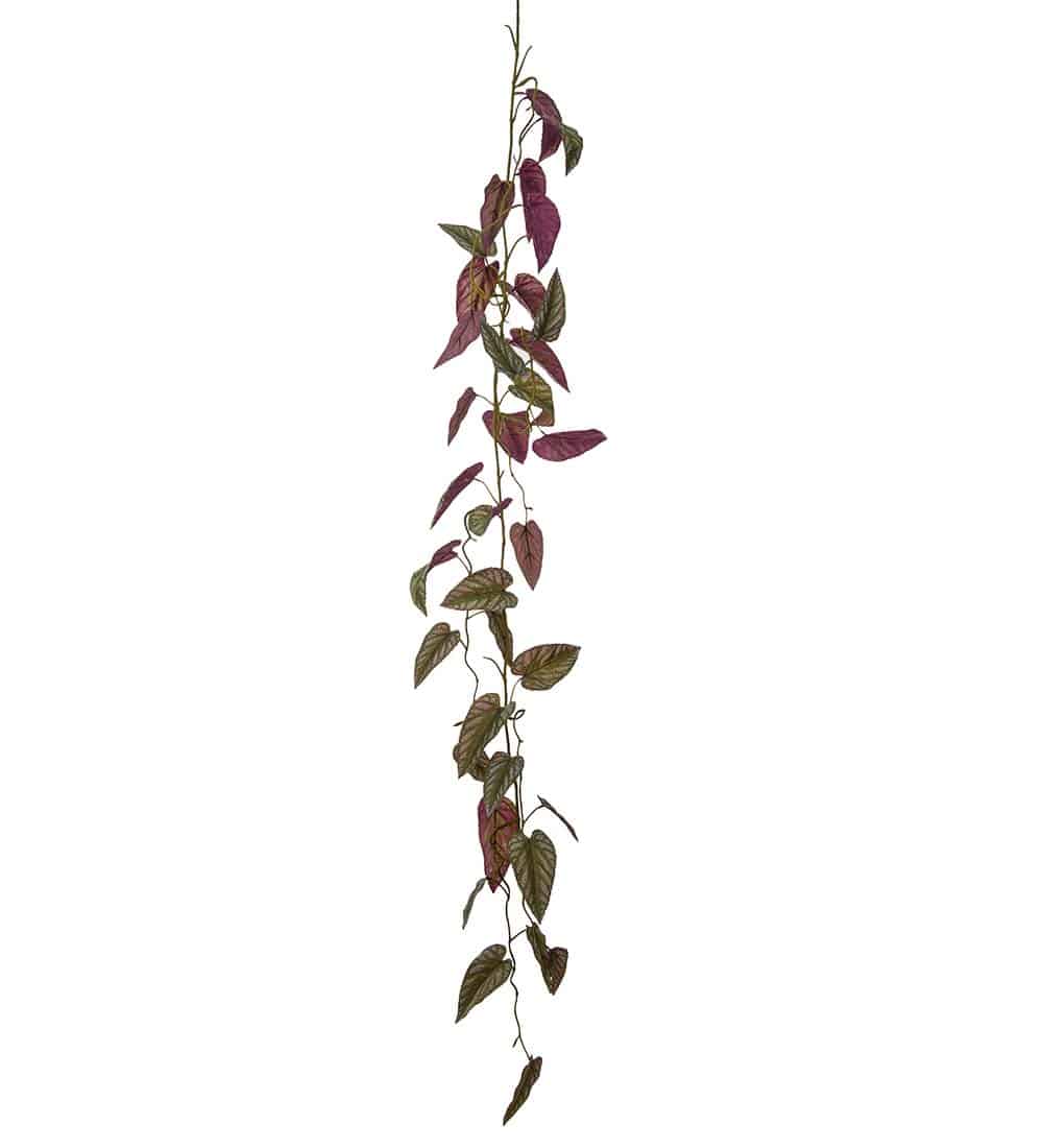 Konstväxt Rexbegonia girlang