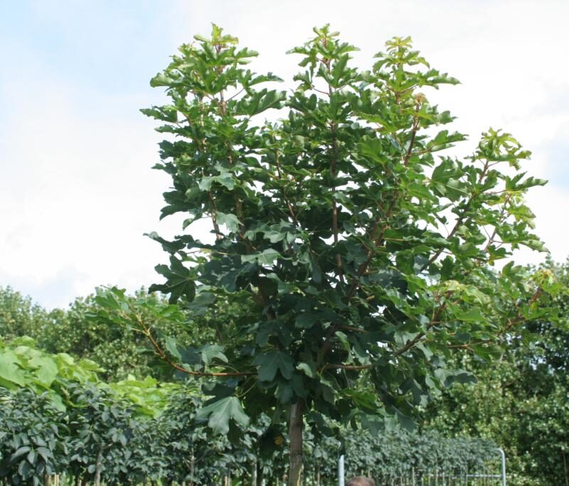 Acer campestre 'Nanum'