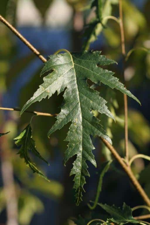 Betula pendula 'Dalecarlica'
