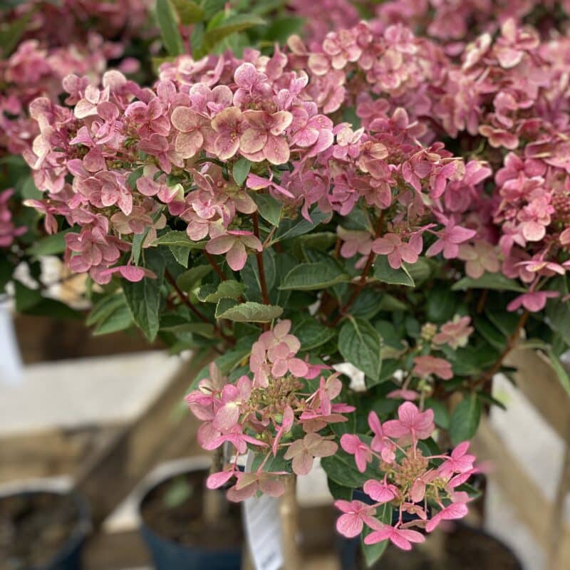 Hydrangea paniculata 'Switch Ophelia', träd, stam