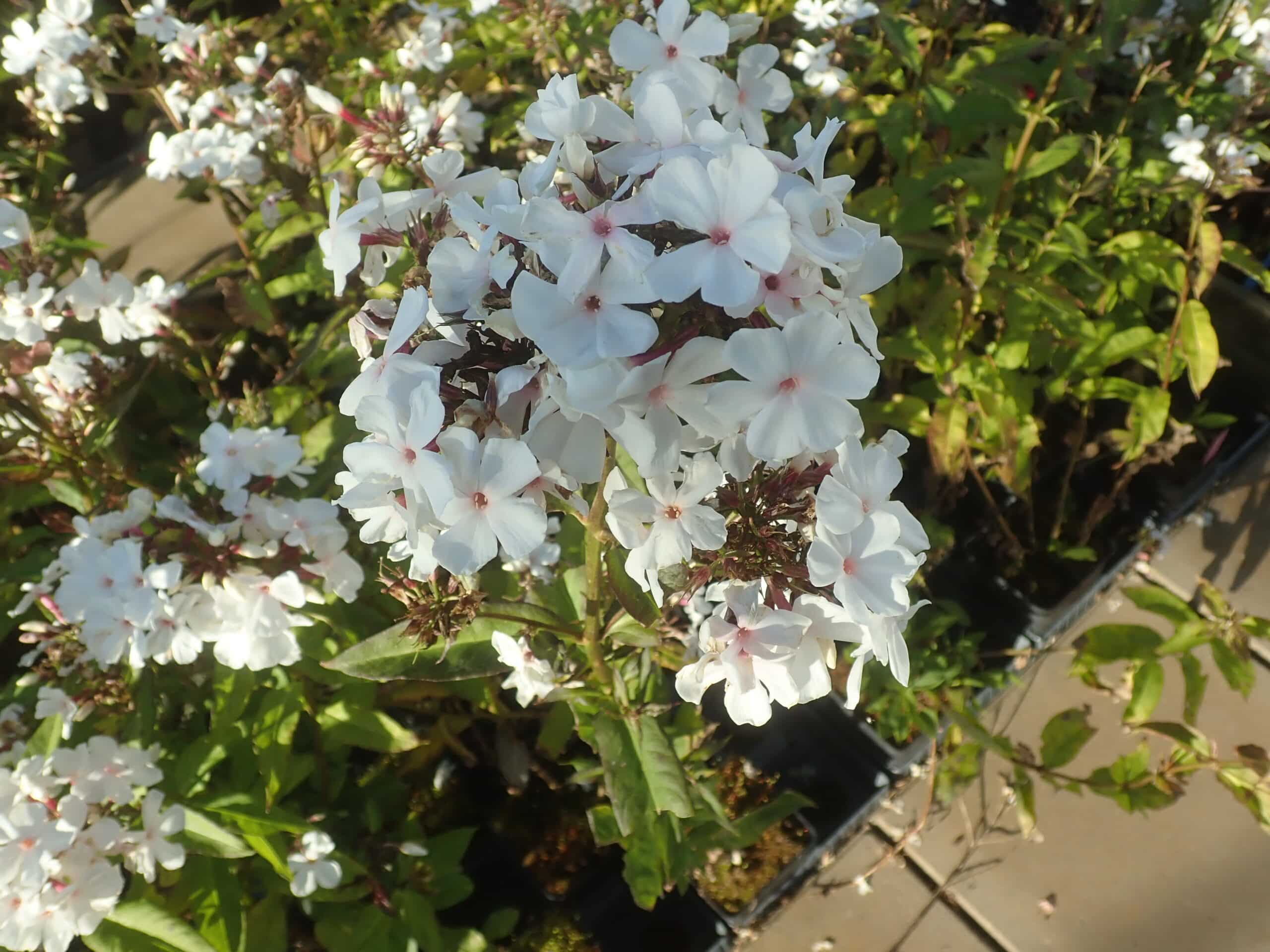 Phlox paniculata 'Popeye'