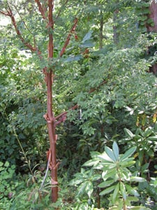 Acer griseum