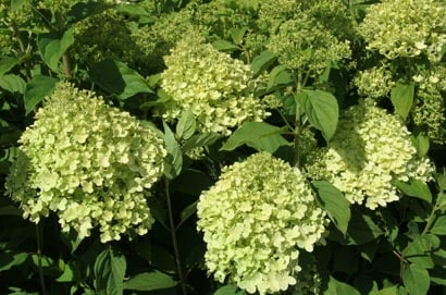 Hydrangea paniculata 'Kyushu'