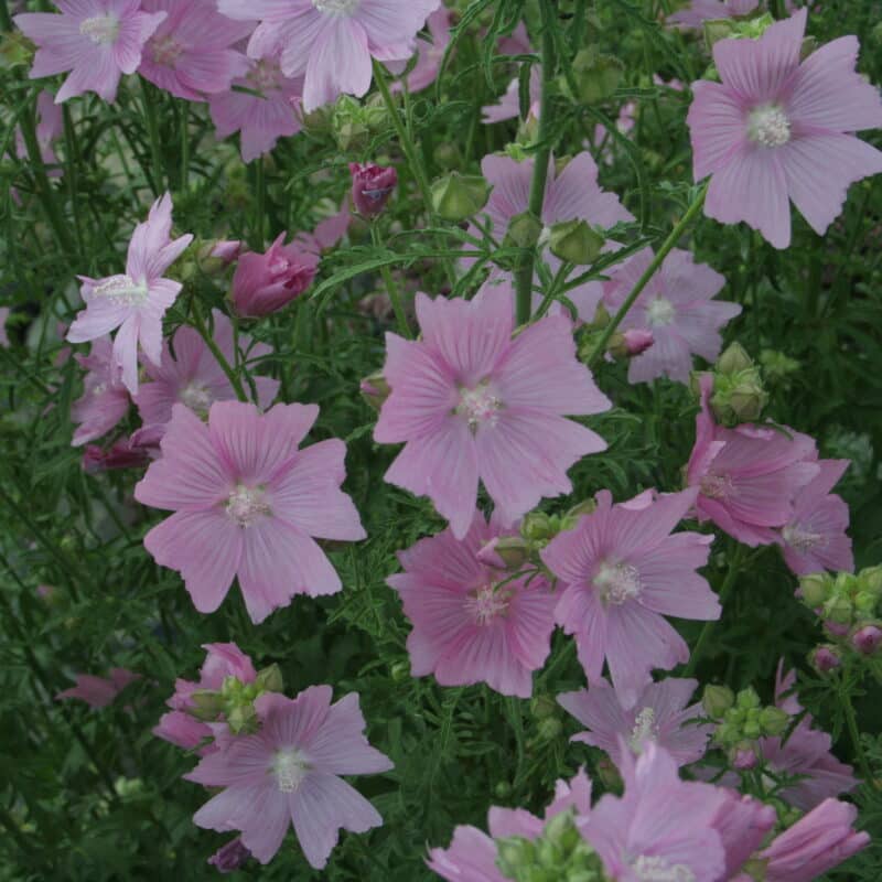 Malva moschata