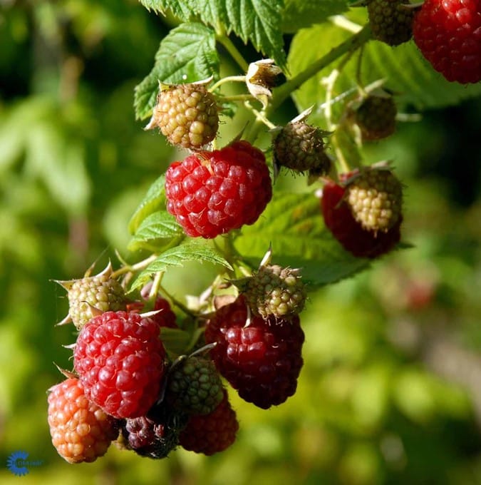 Rubus Autumn Bliss