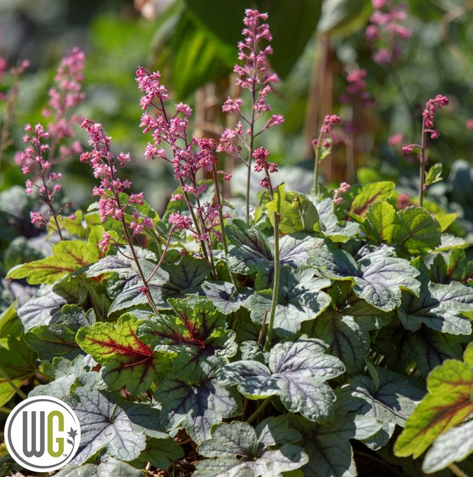 Heucherella 'Pink Fizz'